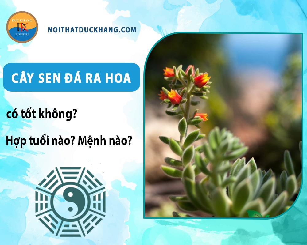 Cây sen đá ra hoa có tốt không? Hợp tuổi nào? Mệnh nào? Cây sen đá ra hoa có tốt không? Hợp tuổi nào? Mệnh nào?