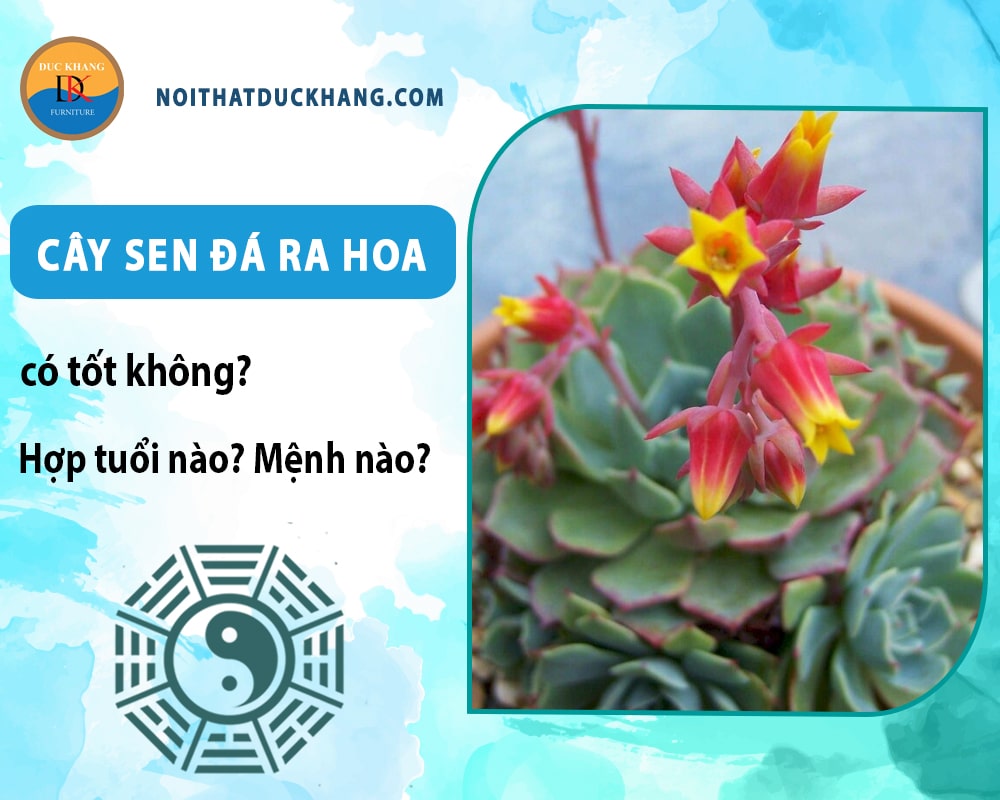Cây sen đá ra hoa có tốt không? Hợp tuổi nào? Mệnh nào? Cây sen đá ra hoa có tốt không? Hợp tuổi nào? Mệnh nào?