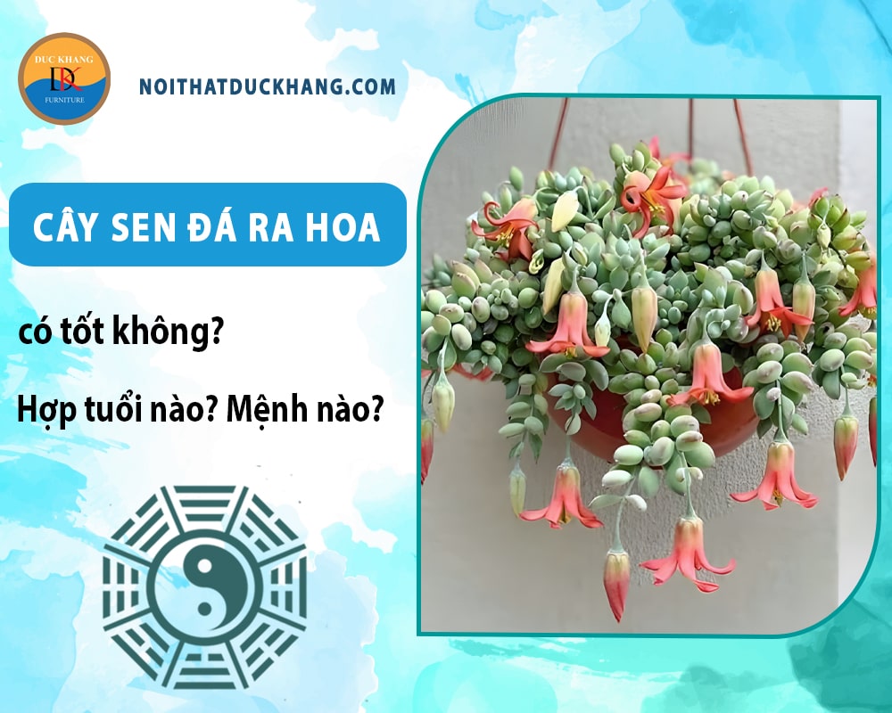 Cây sen đá ra hoa có tốt không? Hợp tuổi nào? Mệnh nào? Cây sen đá ra hoa có tốt không? Hợp tuổi nào? Mệnh nào?