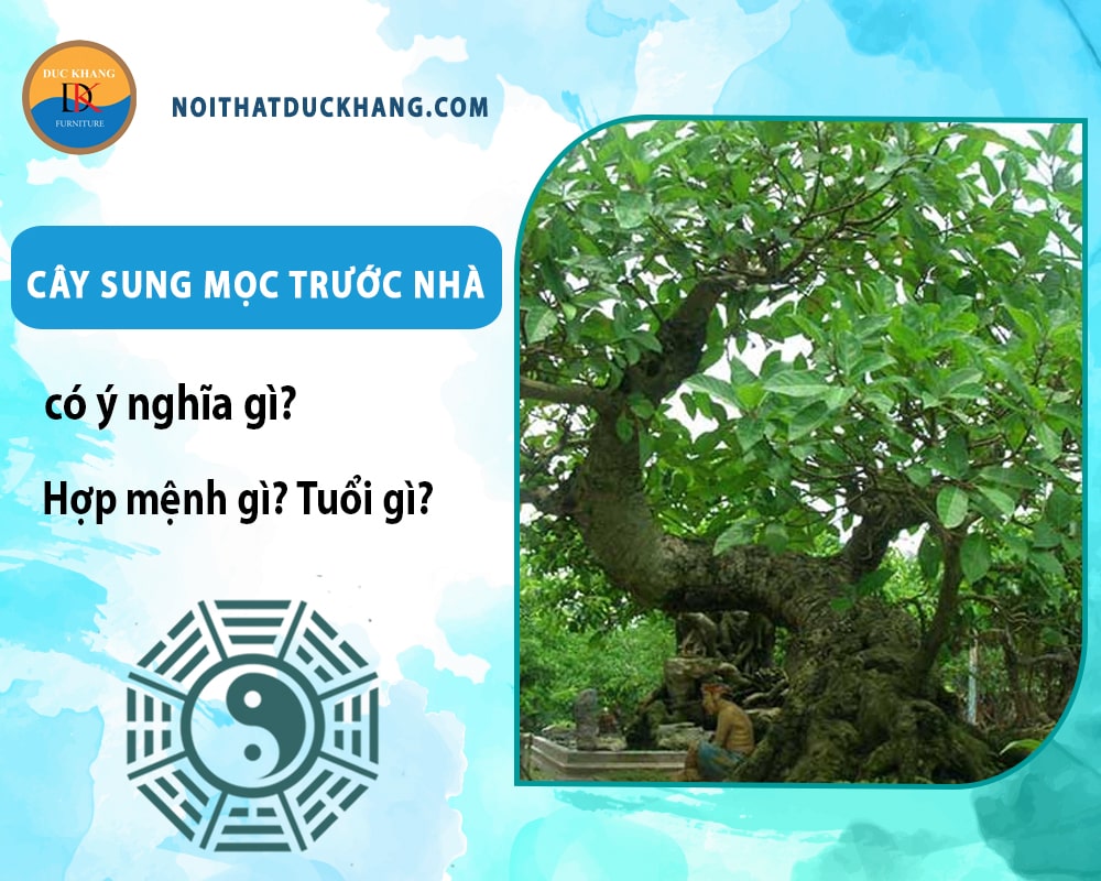 Cây sung mọc trước nhà có ý nghĩa gì? Hợp mệnh gì? Tuổi gì?
