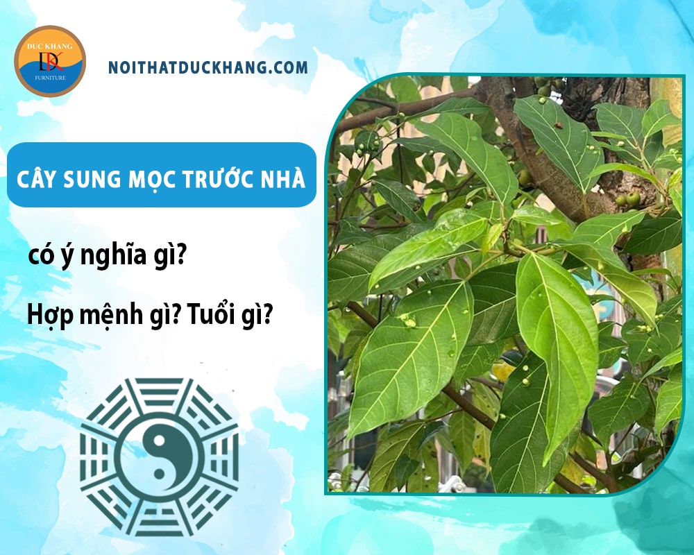 Cây sung mọc trước nhà có ý nghĩa gì? Hợp mệnh gì? Tuổi gì?