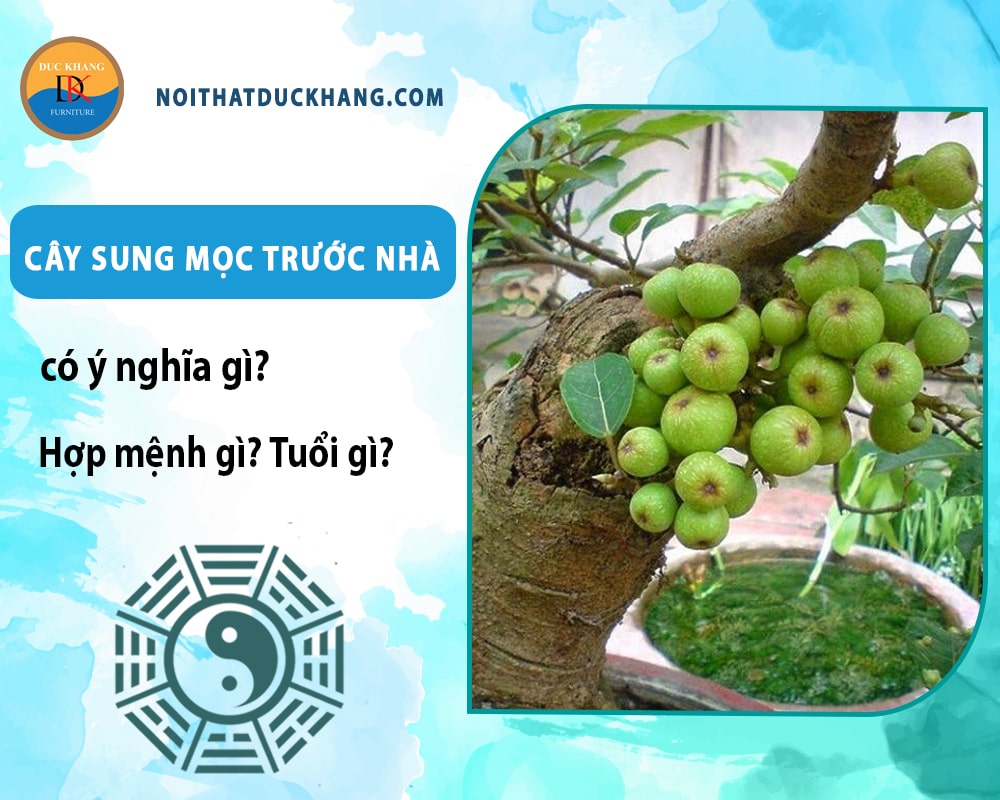 Cây sung mọc trước nhà có ý nghĩa gì? Hợp mệnh gì? Tuổi gì?