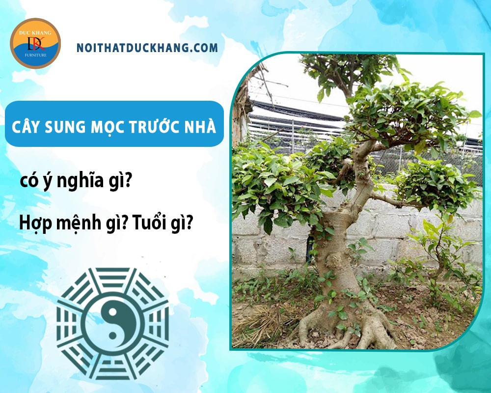 Cây sung mọc trước nhà có ý nghĩa gì? Hợp mệnh gì? Tuổi gì?