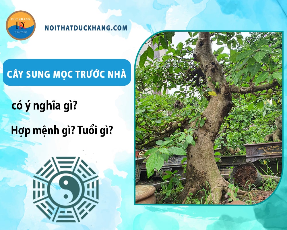 Cây sung mọc trước nhà có ý nghĩa gì? Hợp mệnh gì? Tuổi gì?