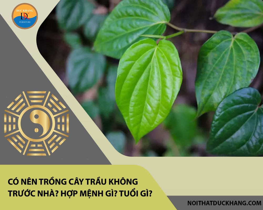 Có nên trồng cây trầu không trước nhà? Hợp mệnh gì? Tuổi gì? Có nên trồng cây trầu không trước nhà? Hợp mệnh gì? Tuổi gì?