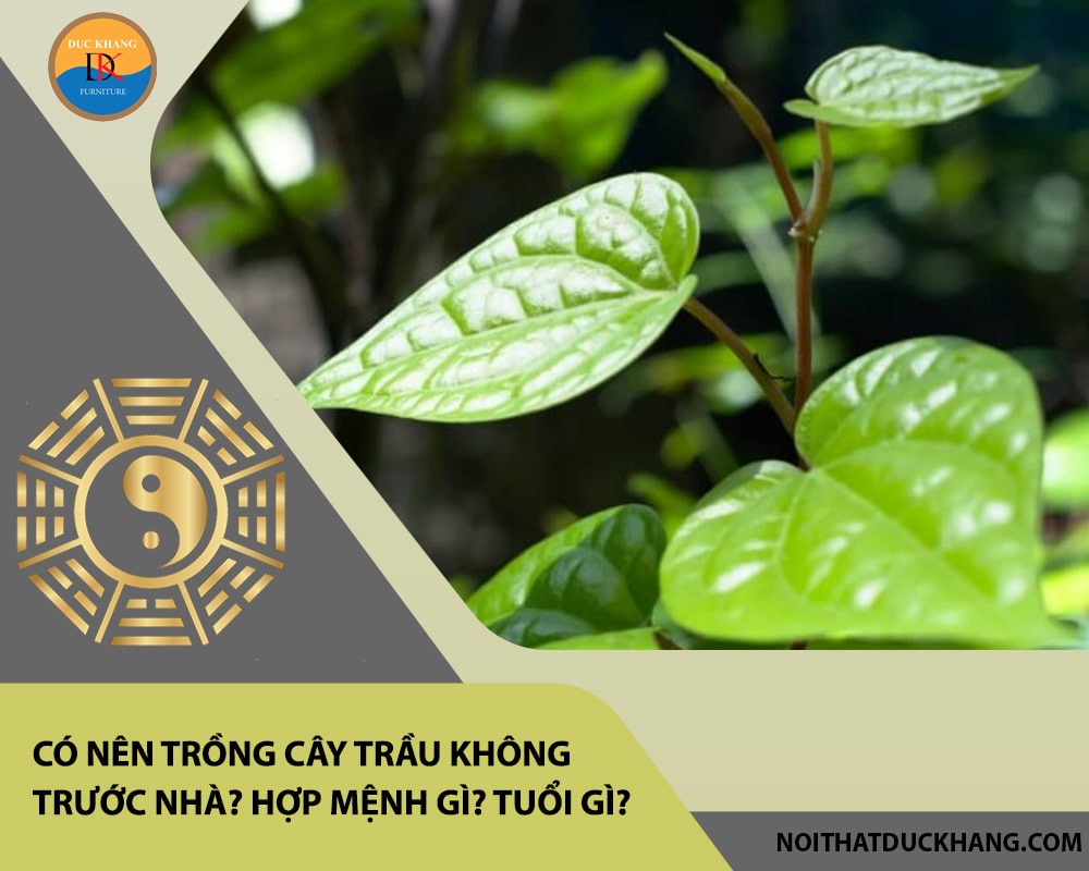 Có nên trồng cây trầu không trước nhà? Hợp mệnh gì? Tuổi gì? Có nên trồng cây trầu không trước nhà? Hợp mệnh gì? Tuổi gì?
