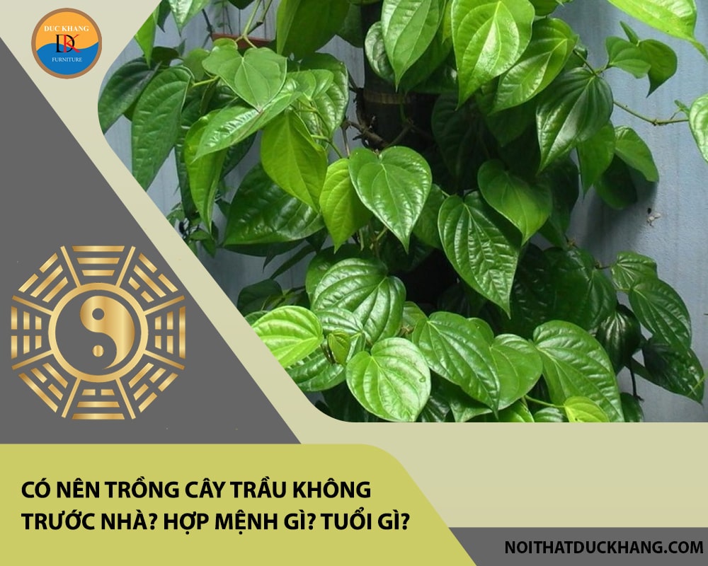Có nên trồng cây trầu không trước nhà? Hợp mệnh gì? Tuổi gì? Có nên trồng cây trầu không trước nhà? Hợp mệnh gì? Tuổi gì?