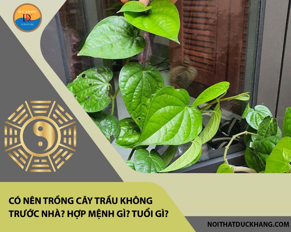 Có nên trồng cây trầu không trước nhà? Hợp mệnh gì? Tuổi gì? Có nên trồng cây trầu không trước nhà? Hợp mệnh gì? Tuổi gì?
