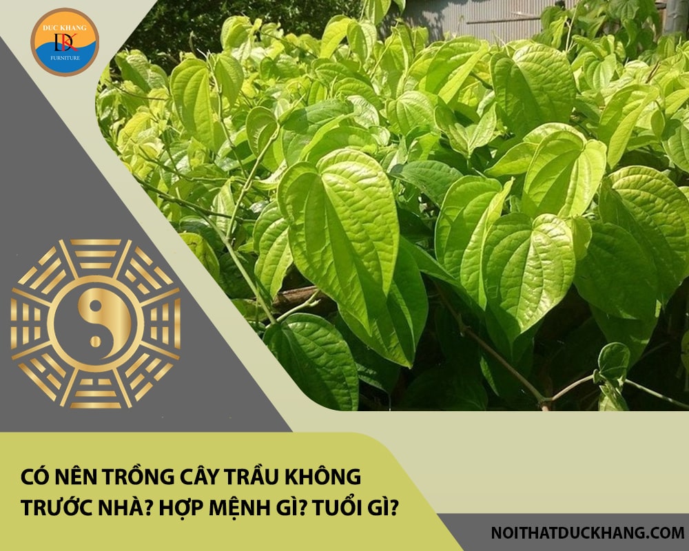 Có nên trồng cây trầu không trước nhà? Hợp mệnh gì? Tuổi gì? Có nên trồng cây trầu không trước nhà? Hợp mệnh gì? Tuổi gì?