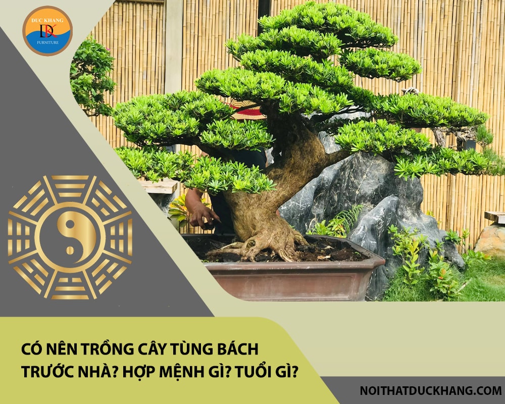 Có nên trồng cây tùng bách trước nhà? Hợp mệnh gì? Tuổi gì? Có nên trồng cây tùng bách trước nhà? Hợp mệnh gì? Tuổi gì?