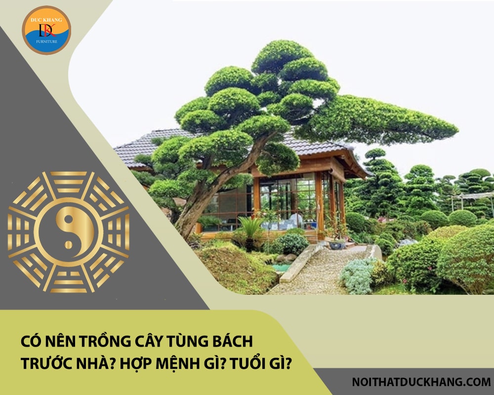Có nên trồng cây tùng bách trước nhà? Hợp mệnh gì? Tuổi gì? Có nên trồng cây tùng bách trước nhà? Hợp mệnh gì? Tuổi gì?