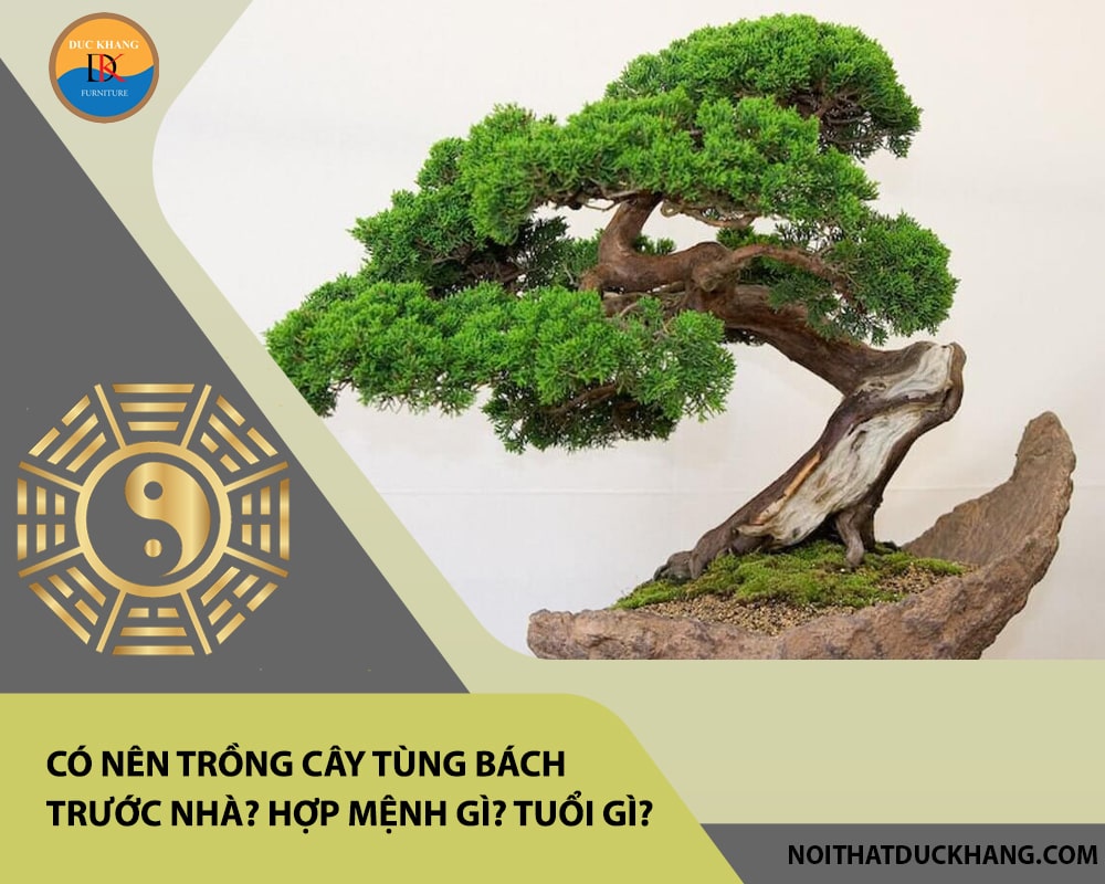Có nên trồng cây tùng bách trước nhà? Hợp mệnh gì? Tuổi gì? Có nên trồng cây tùng bách trước nhà? Hợp mệnh gì? Tuổi gì?