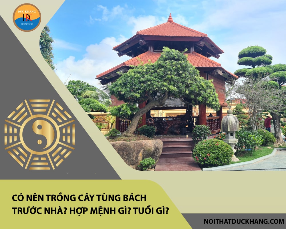 Có nên trồng cây tùng bách trước nhà? Hợp mệnh gì? Tuổi gì? Có nên trồng cây tùng bách trước nhà? Hợp mệnh gì? Tuổi gì?