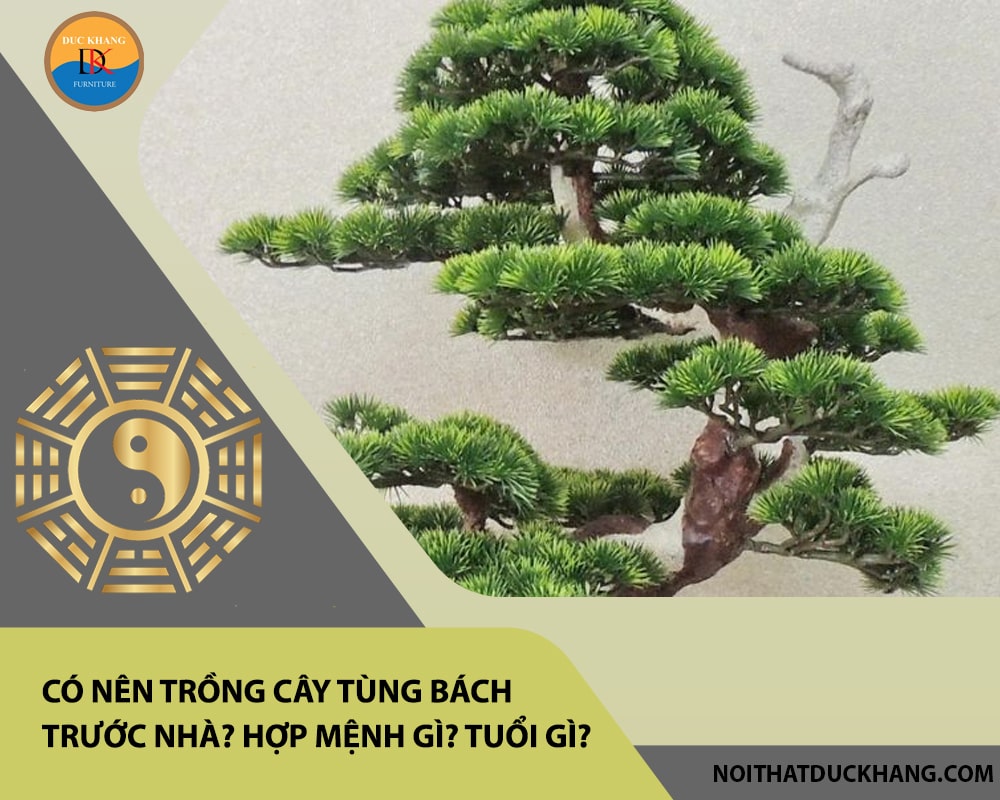 Có nên trồng cây tùng bách trước nhà? Hợp mệnh gì? Tuổi gì? Có nên trồng cây tùng bách trước nhà? Hợp mệnh gì? Tuổi gì?
