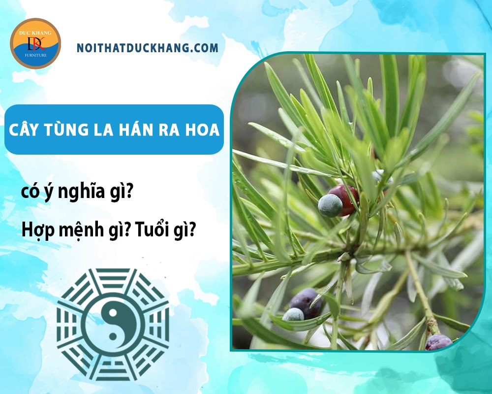 Cây tùng la hán ra hoa có ý nghĩa gì? Hợp mệnh gì? Tuổi gì? Cây tùng la hán ra hoa có ý nghĩa gì? Hợp mệnh gì? Tuổi gì?