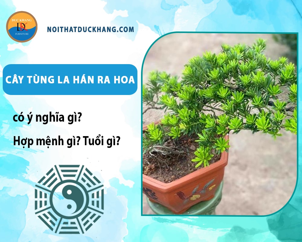 Cây tùng la hán ra hoa có ý nghĩa gì? Hợp mệnh gì? Tuổi gì? Cây tùng la hán ra hoa có ý nghĩa gì? Hợp mệnh gì? Tuổi gì?
