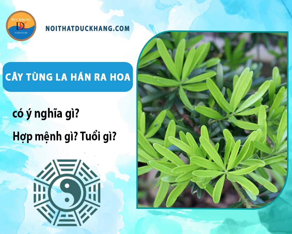 Cây tùng la hán ra hoa có ý nghĩa gì? Hợp mệnh gì? Tuổi gì? Cây tùng la hán ra hoa có ý nghĩa gì? Hợp mệnh gì? Tuổi gì?