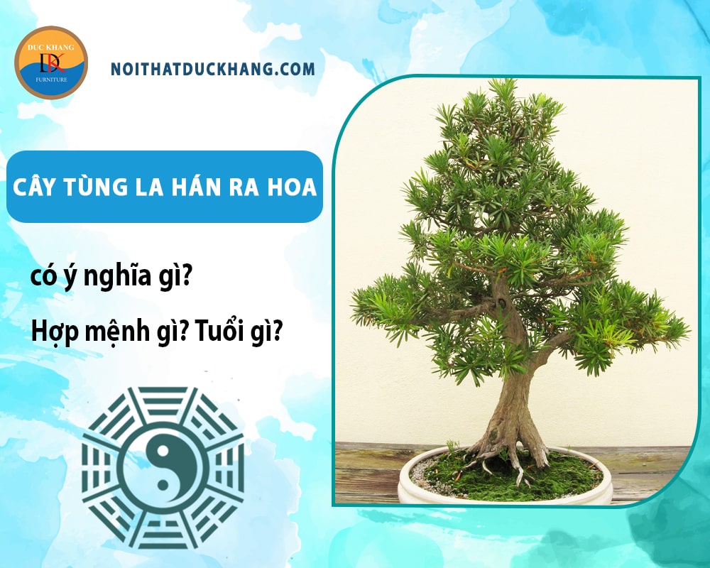 Cây tùng la hán ra hoa có ý nghĩa gì? Hợp mệnh gì? Tuổi gì? Cây tùng la hán ra hoa có ý nghĩa gì? Hợp mệnh gì? Tuổi gì?