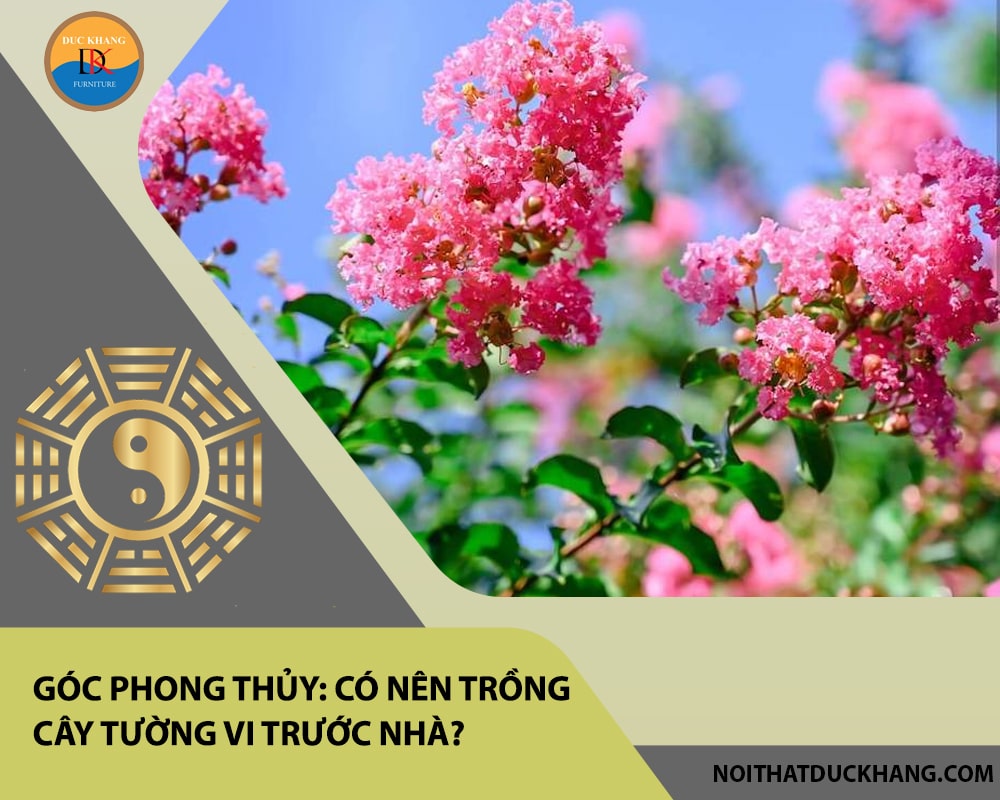 Góc phong thủy: Có nên trồng cây tường vi trước nhà? 