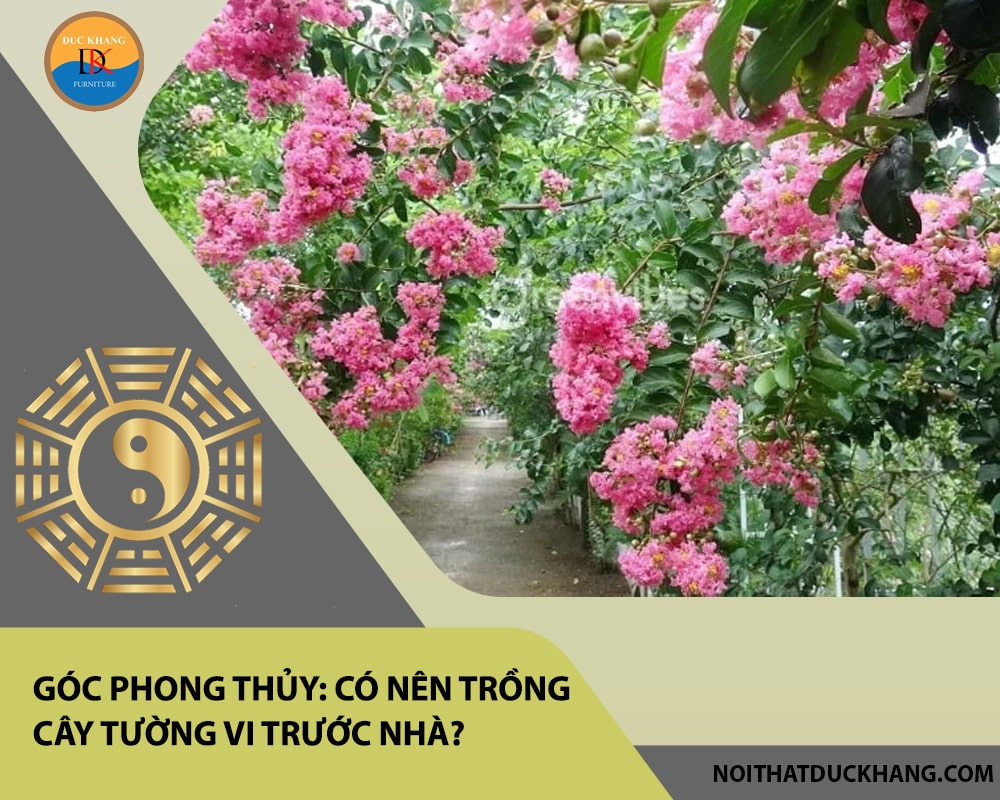 Góc phong thủy: Có nên trồng cây tường vi trước nhà? 