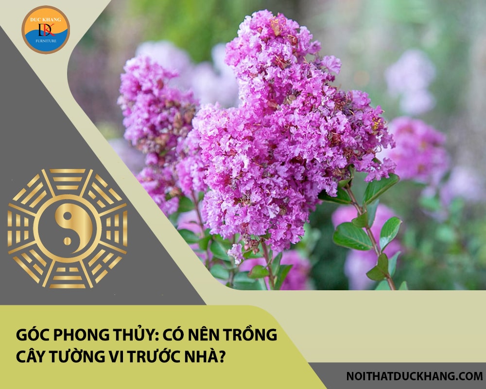 Góc phong thủy: Có nên trồng cây tường vi trước nhà? 