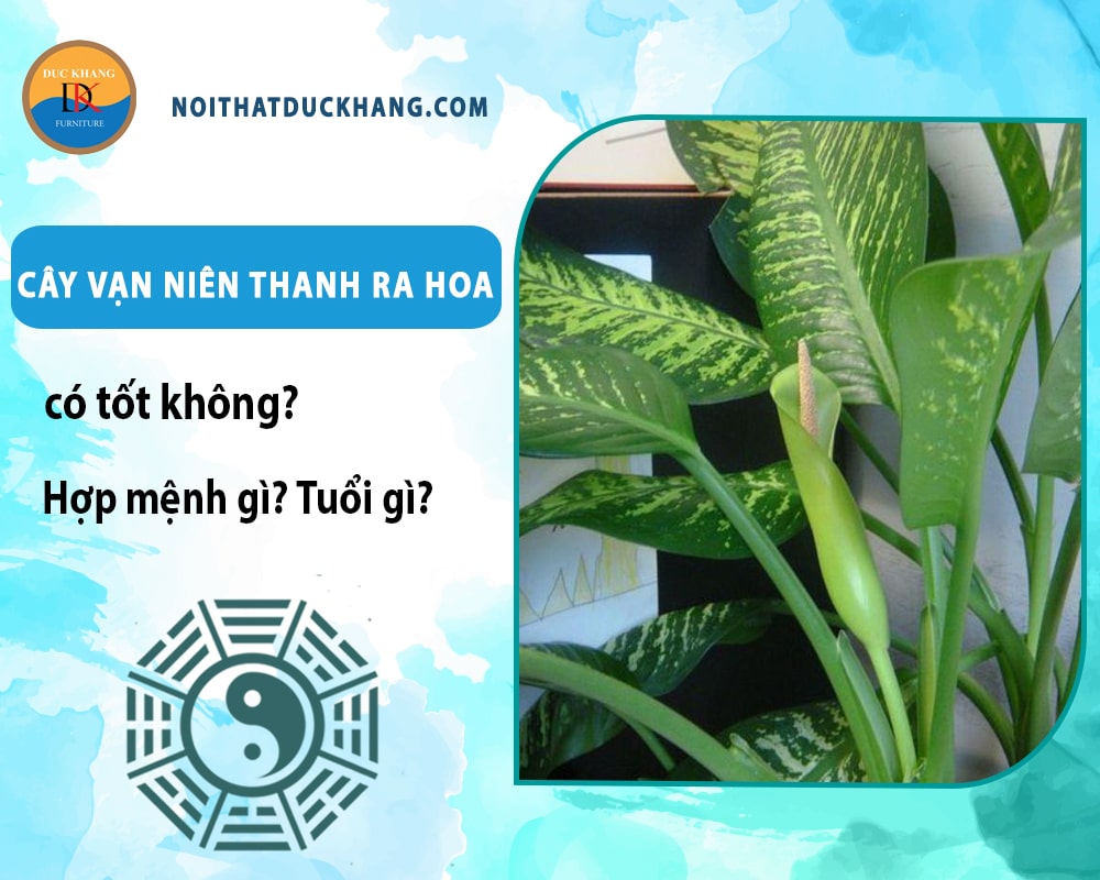 Cây vạn niên thanh ra hoa có tốt không? Hợp mệnh gì? Tuổi gì?