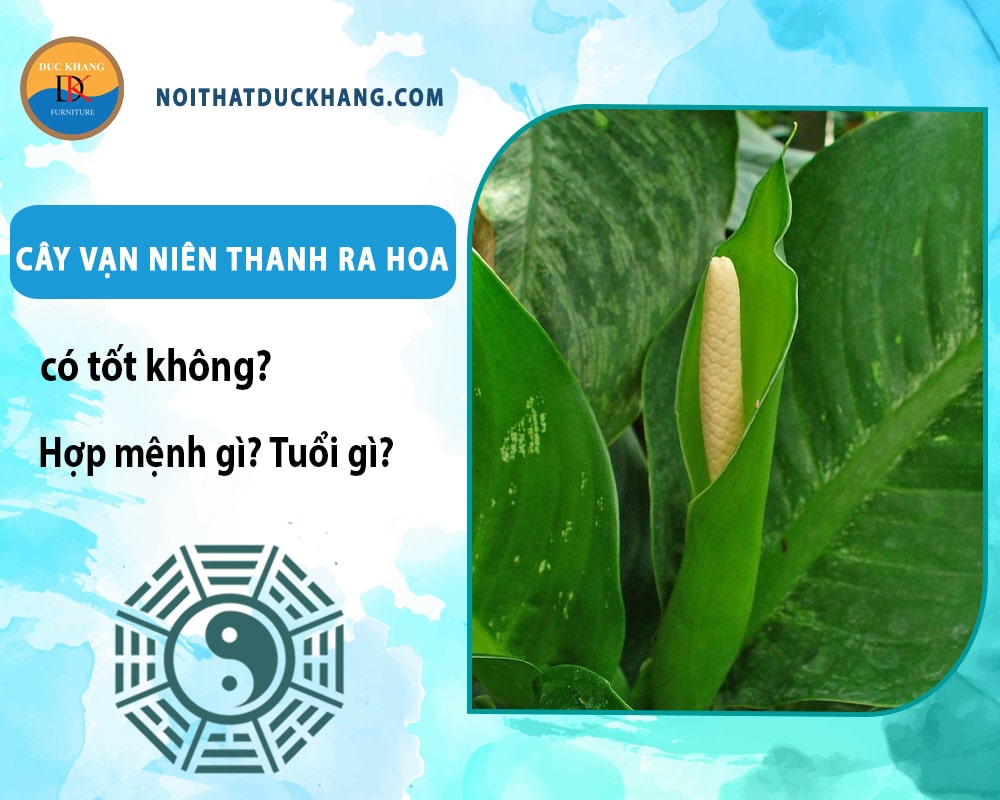 Cây vạn niên thanh ra hoa có tốt không? Hợp mệnh gì? Tuổi gì?