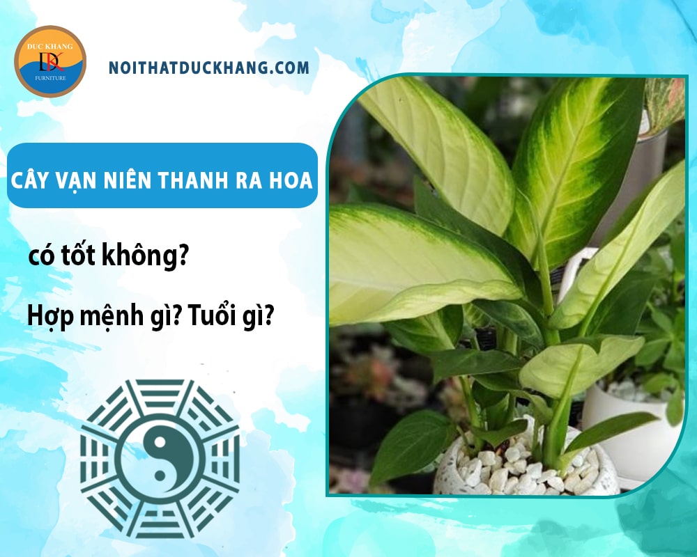 Cây vạn niên thanh ra hoa có tốt không? Hợp mệnh gì? Tuổi gì?