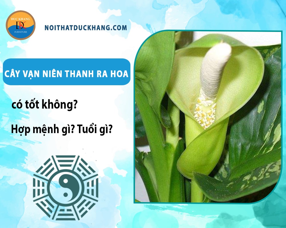 Cây vạn niên thanh ra hoa có tốt không? Hợp mệnh gì? Tuổi gì?