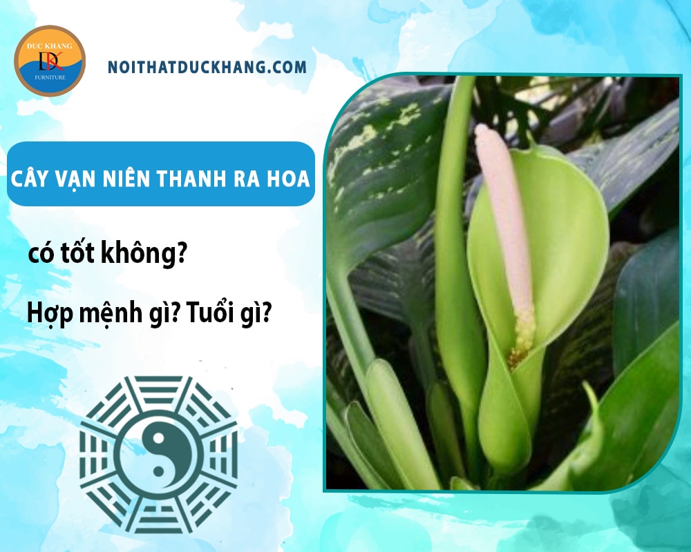 Cây vạn niên thanh ra hoa có tốt không? Hợp mệnh gì? Tuổi gì?