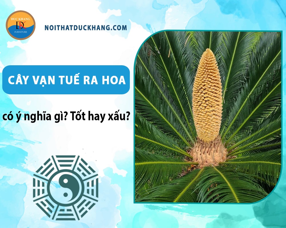 Cây vạn tuế ra hoa có ý nghĩa gì? Tốt hay xấu? Cây vạn tuế ra hoa có ý nghĩa gì? Tốt hay xấu?