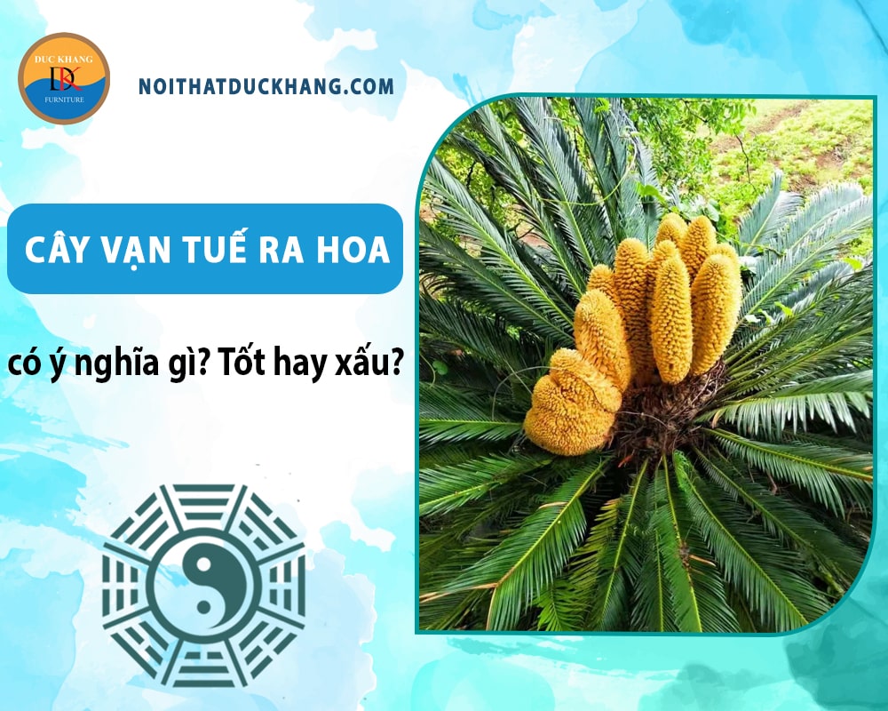 Cây vạn tuế ra hoa có ý nghĩa gì? Tốt hay xấu? Cây vạn tuế ra hoa có ý nghĩa gì? Tốt hay xấu?