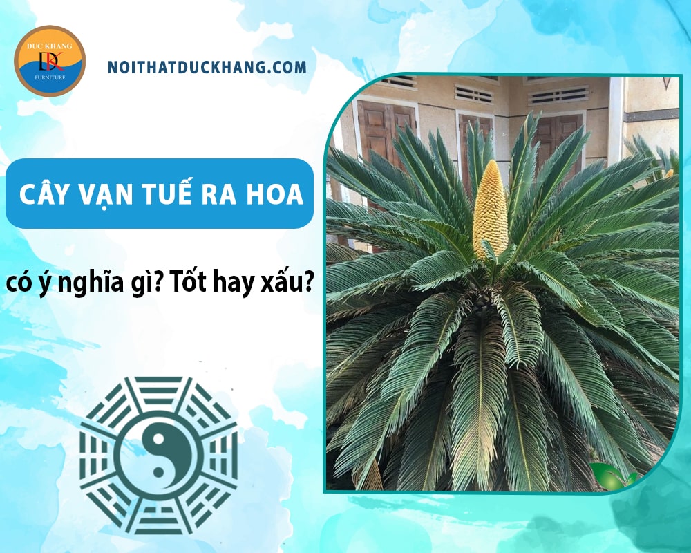 Cây vạn tuế ra hoa có ý nghĩa gì? Tốt hay xấu? Cây vạn tuế ra hoa có ý nghĩa gì? Tốt hay xấu?