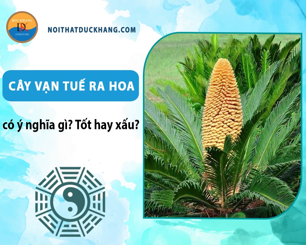 Cây vạn tuế ra hoa có ý nghĩa gì? Tốt hay xấu? Cây vạn tuế ra hoa có ý nghĩa gì? Tốt hay xấu?