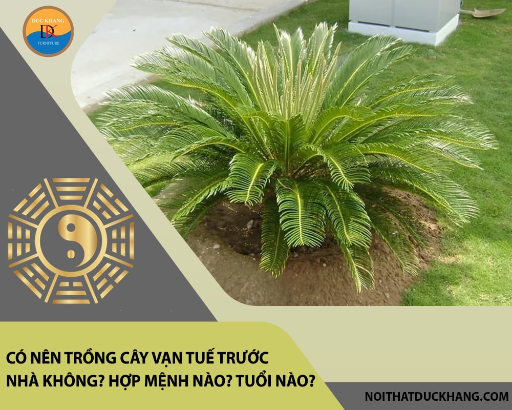 Có nên trồng cây vạn tuế trước nhà không? Hợp mệnh nào? Tuổi nào?
