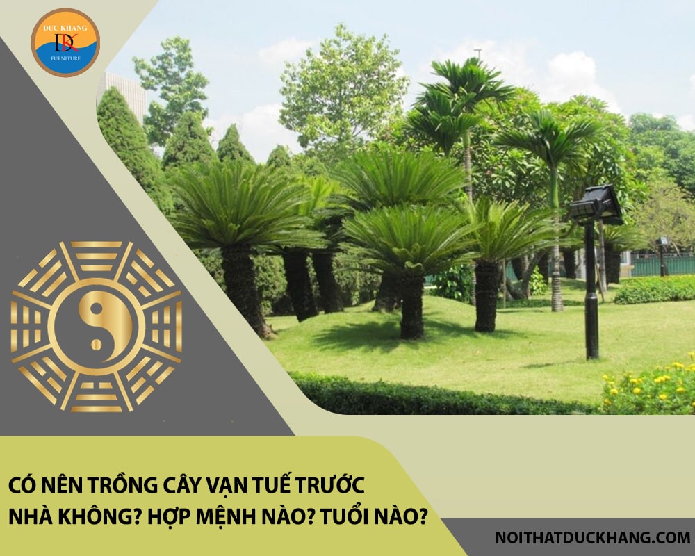 Có nên trồng cây vạn tuế trước nhà không? Hợp mệnh nào? Tuổi nào?