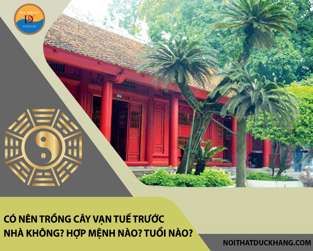 Có nên trồng cây vạn tuế trước nhà không? Hợp mệnh nào? Tuổi nào?