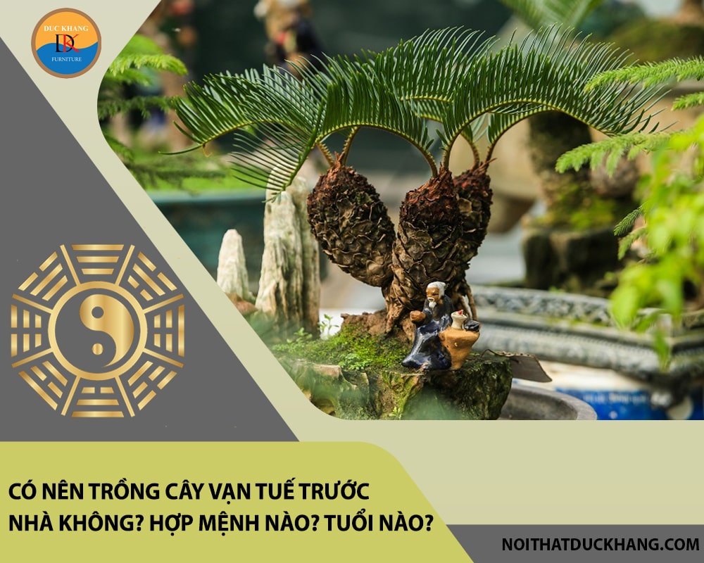 Có nên trồng cây vạn tuế trước nhà không? Hợp mệnh nào? Tuổi nào?