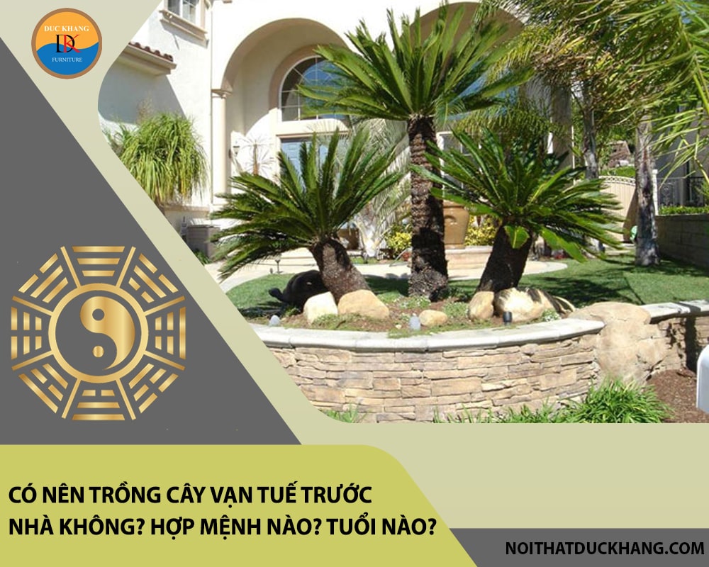 Có nên trồng cây vạn tuế trước nhà không? Hợp mệnh nào? Tuổi nào?