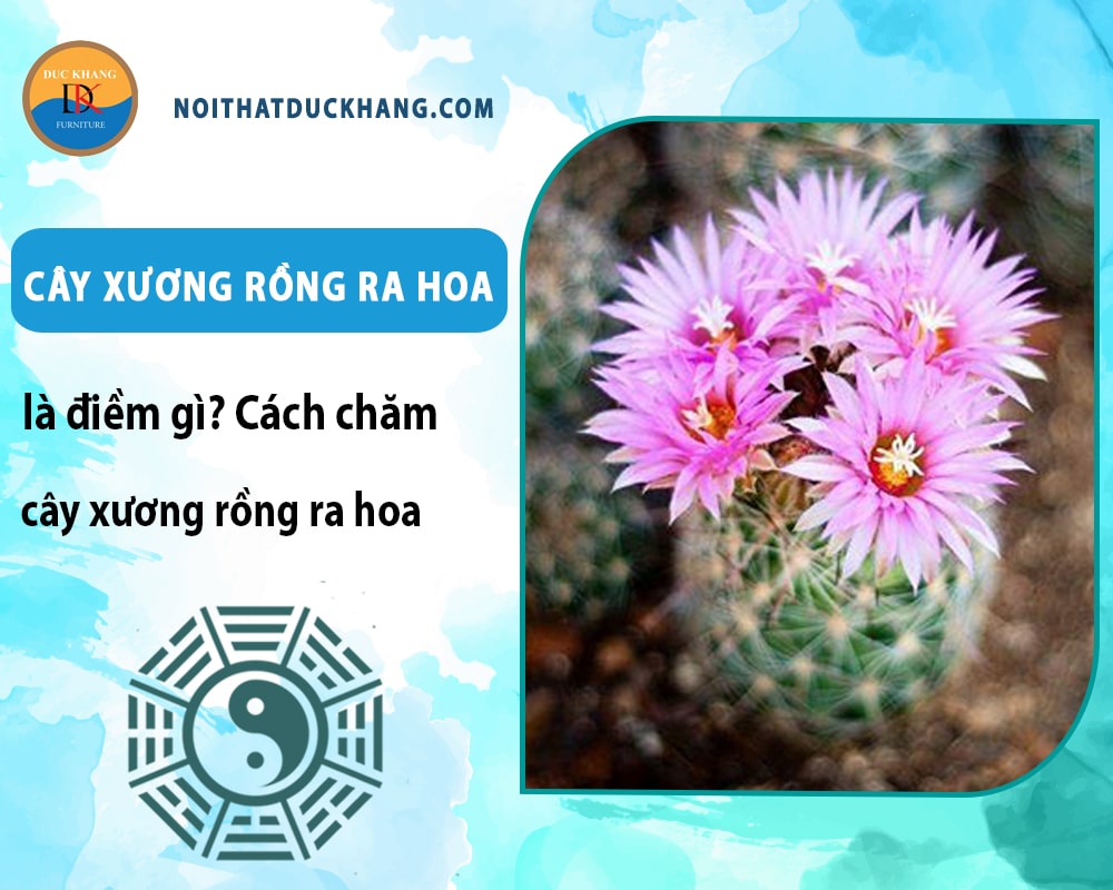 Cây xương rồng ra hoa là điềm gì? Cách chăm cây xương rồng ra hoa Cây xương rồng ra hoa là điềm gì? Cách chăm cây xương rồng ra hoa