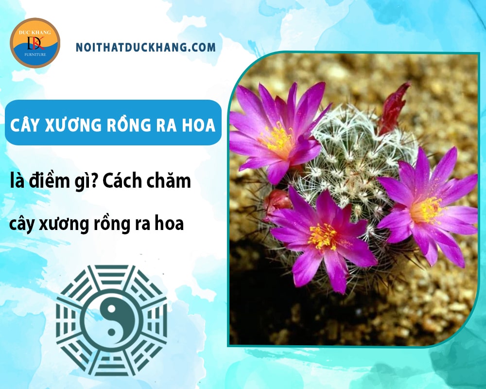 Cây xương rồng ra hoa là điềm gì? Cách chăm cây xương rồng ra hoa Cây xương rồng ra hoa là điềm gì? Cách chăm cây xương rồng ra hoa