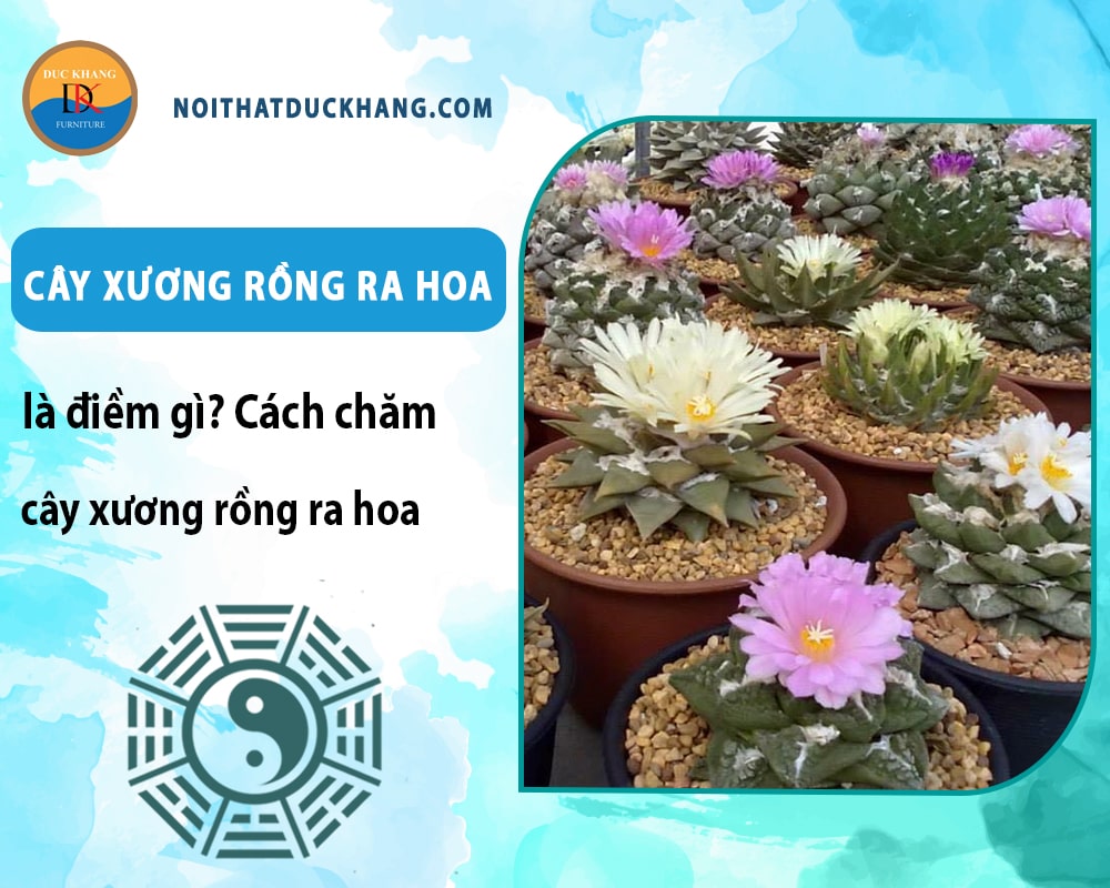 Cây xương rồng ra hoa là điềm gì? Cách chăm cây xương rồng ra hoa Cây xương rồng ra hoa là điềm gì? Cách chăm cây xương rồng ra hoa