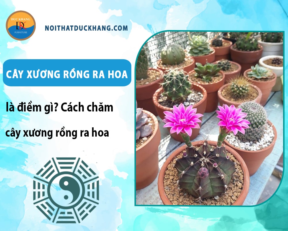 Cây xương rồng ra hoa là điềm gì? Cách chăm cây xương rồng ra hoa Cây xương rồng ra hoa là điềm gì? Cách chăm cây xương rồng ra hoa