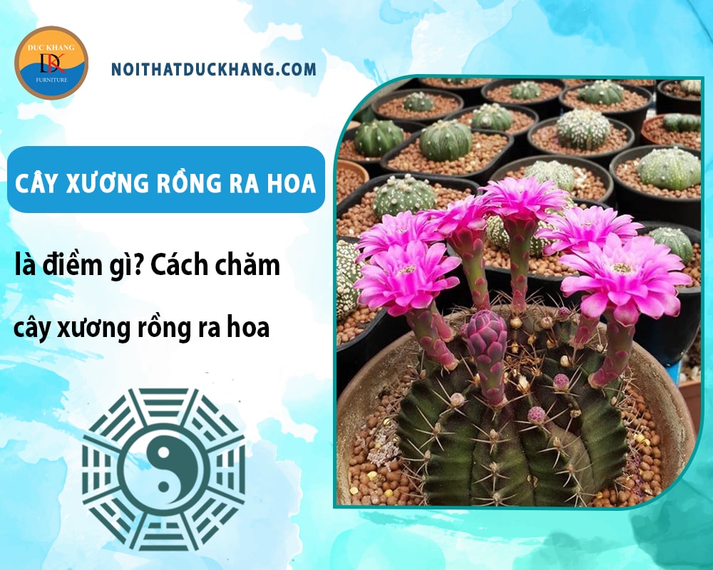 Cây xương rồng ra hoa là điềm gì? Cách chăm cây xương rồng ra hoa Cây xương rồng ra hoa là điềm gì? Cách chăm cây xương rồng ra hoa