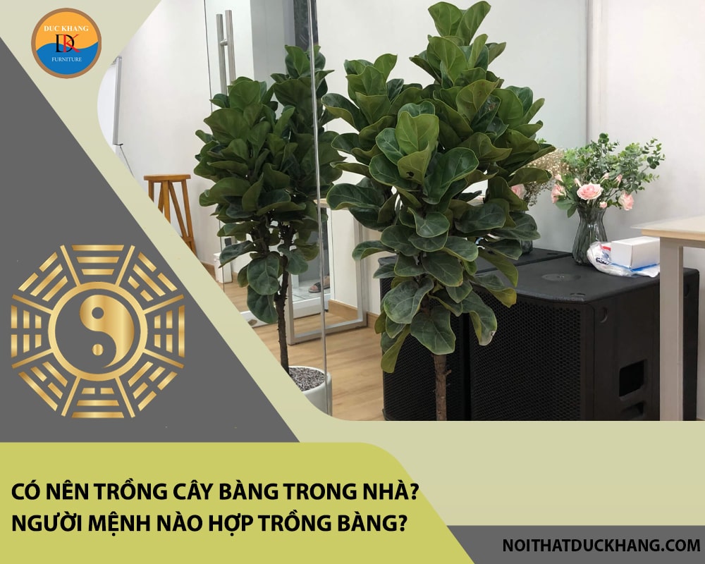Có nên trồng cây bàng trong nhà? Người mệnh nào hợp trồng bàng? Có nên trồng cây bàng trong nhà? Người mệnh nào hợp trồng bàng?