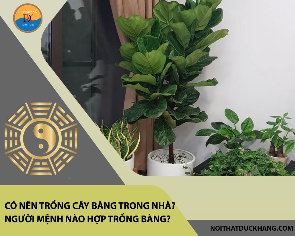 Có nên trồng cây bàng trong nhà? Người mệnh nào hợp trồng bàng? Có nên trồng cây bàng trong nhà? Người mệnh nào hợp trồng bàng?