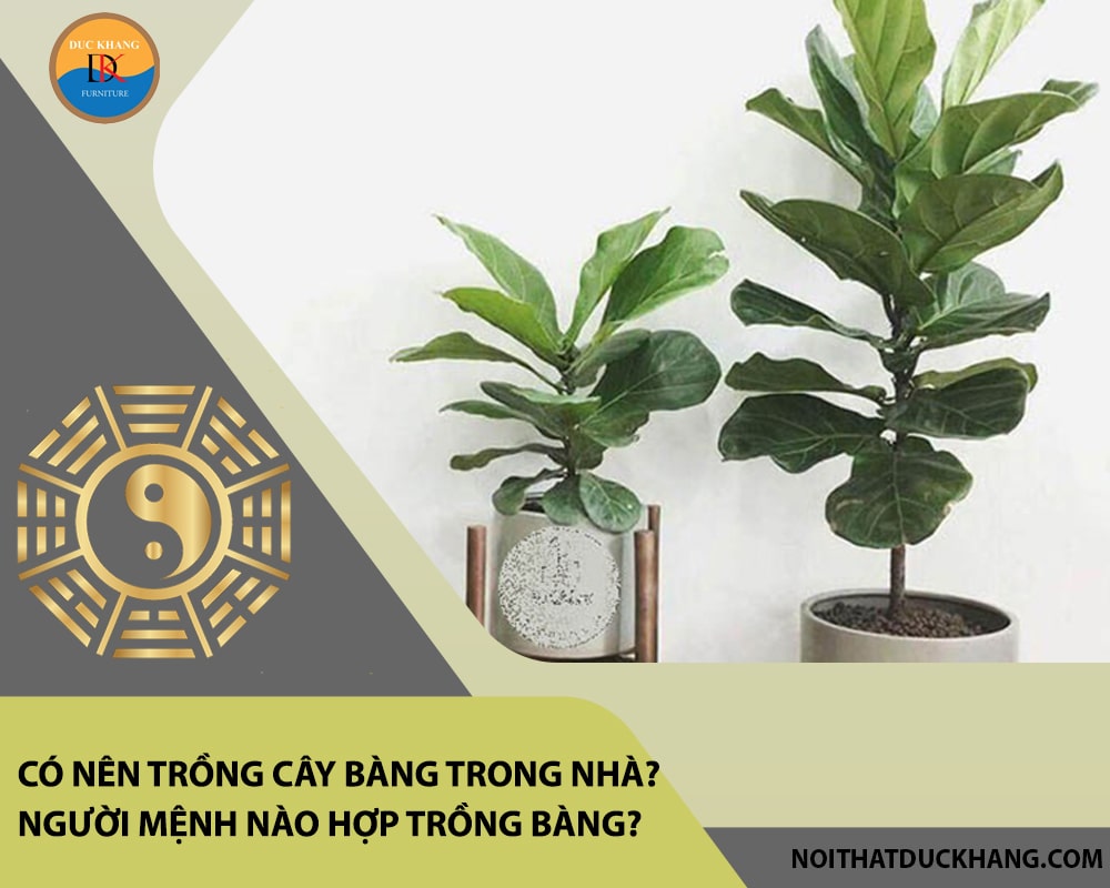 Có nên trồng cây bàng trong nhà? Người mệnh nào hợp trồng bàng? Có nên trồng cây bàng trong nhà? Người mệnh nào hợp trồng bàng?