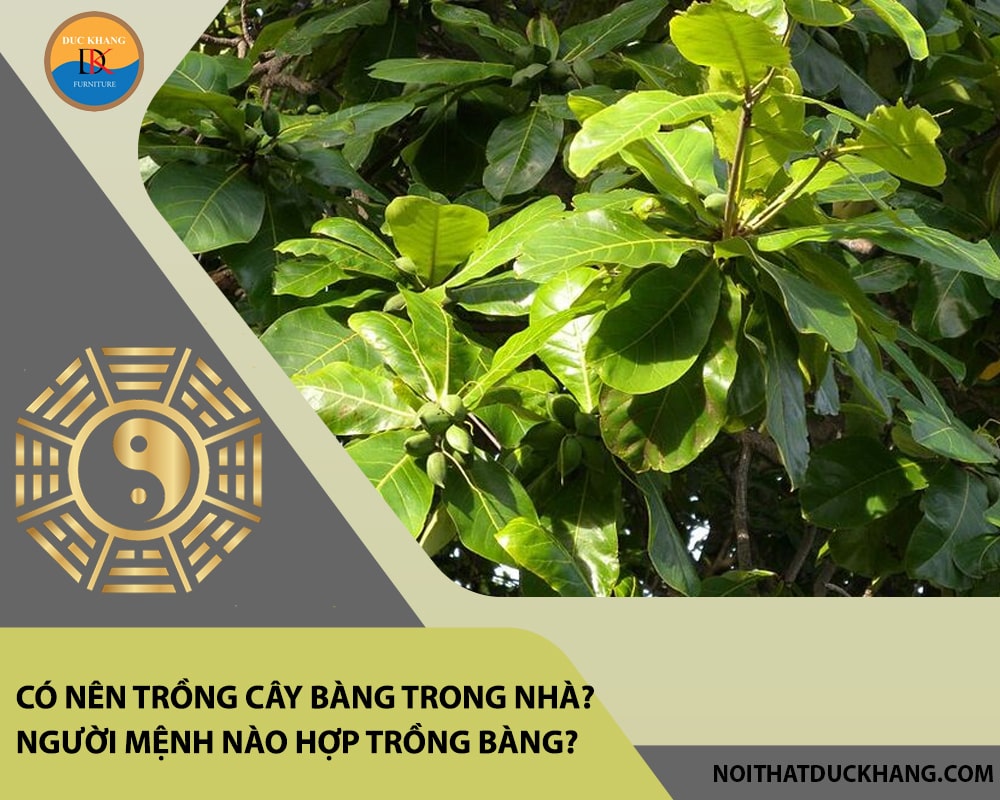 Có nên trồng cây bàng trong nhà? Người mệnh nào hợp trồng bàng? Có nên trồng cây bàng trong nhà? Người mệnh nào hợp trồng bàng?