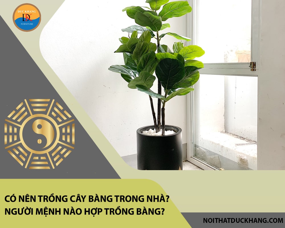 Có nên trồng cây bàng trong nhà? Người mệnh nào hợp trồng bàng? Có nên trồng cây bàng trong nhà? Người mệnh nào hợp trồng bàng?