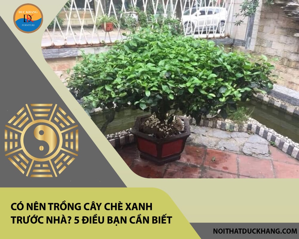 Có nên trồng cây chè xanh trước nhà? 5 điều bạn cần biết